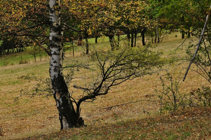 Suchem zničené louky nad Petrovicemi.